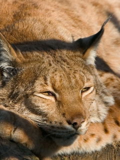 Алёна Крупенина