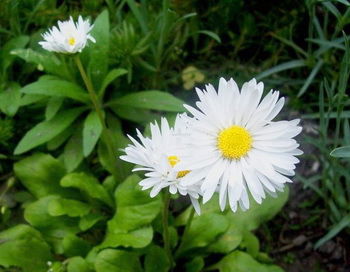 Маргарита Чернова