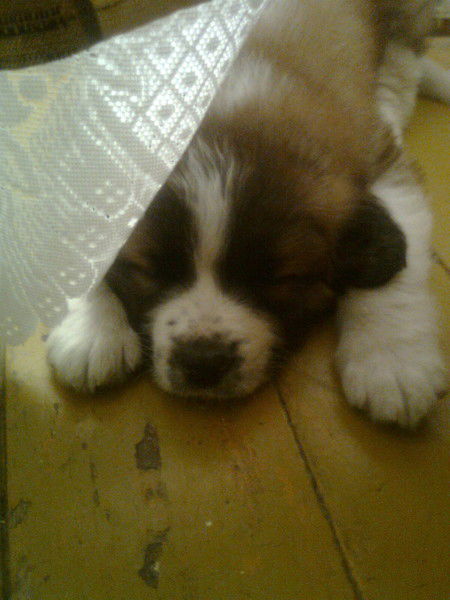 Евгений Галиков