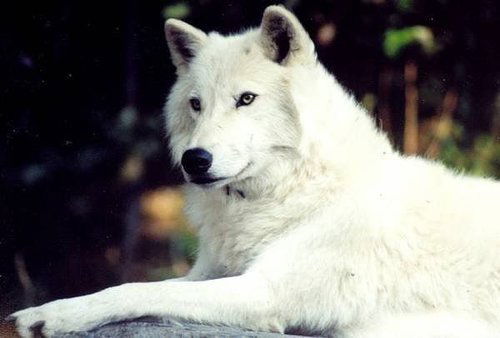 Белый Волк Донбасса