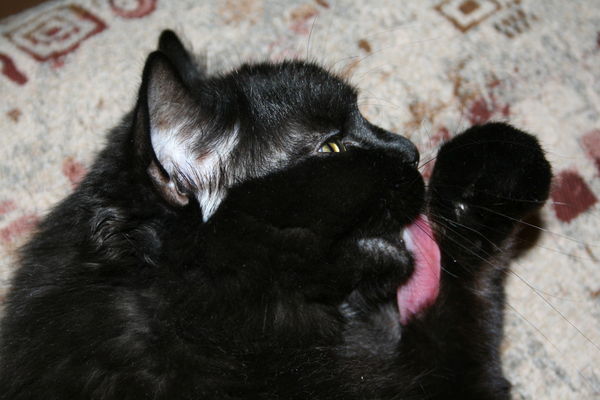 Мария Кошкина