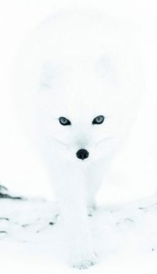 Артём Кучер