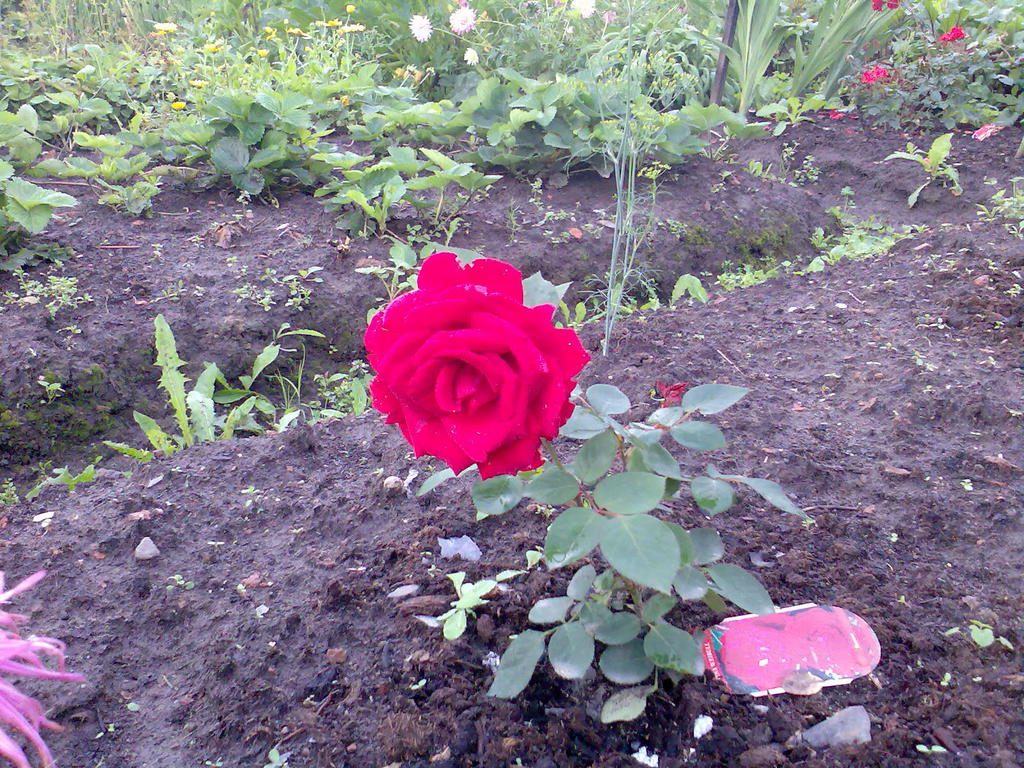 Виталий Царев