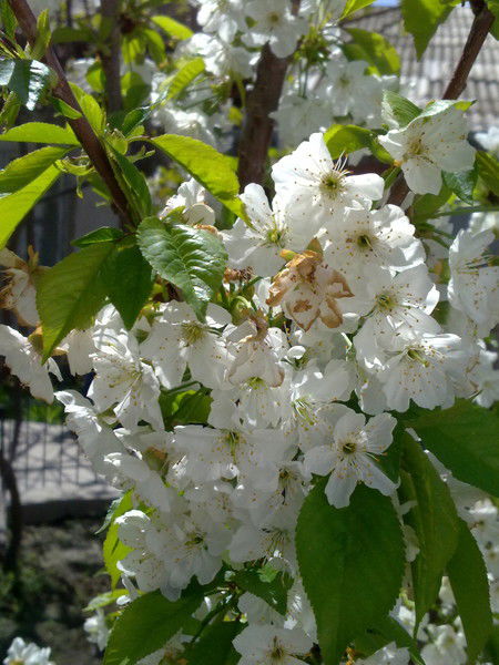 Юлия Валитова