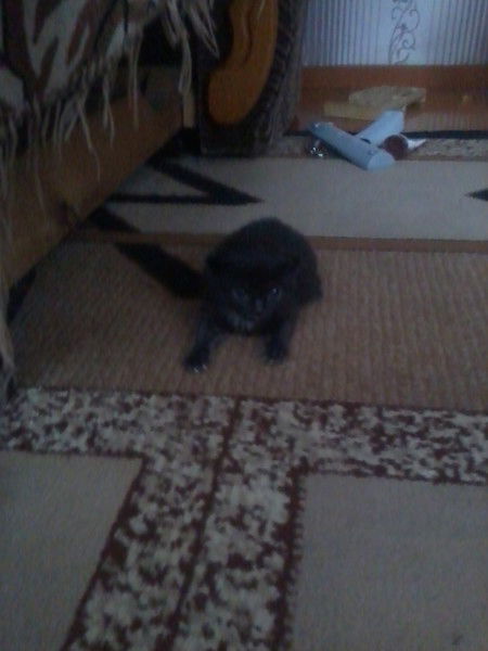 Анна Тихонова