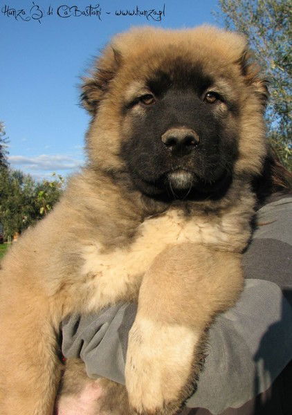 Волкодав ....я