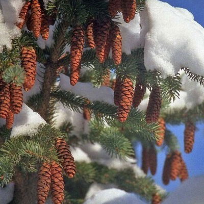 Максим Ананьин