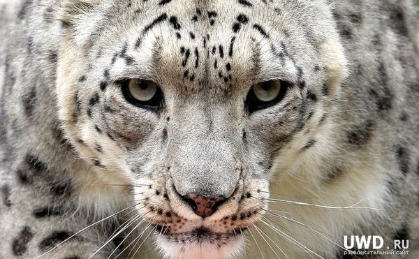 Дулат Бекенов