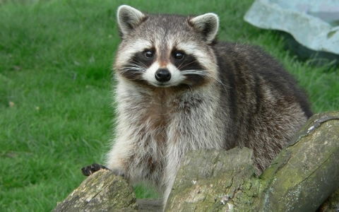 Константин Власов