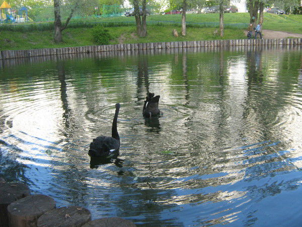 Варя Кириенко