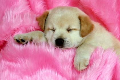 Елена Лебедь