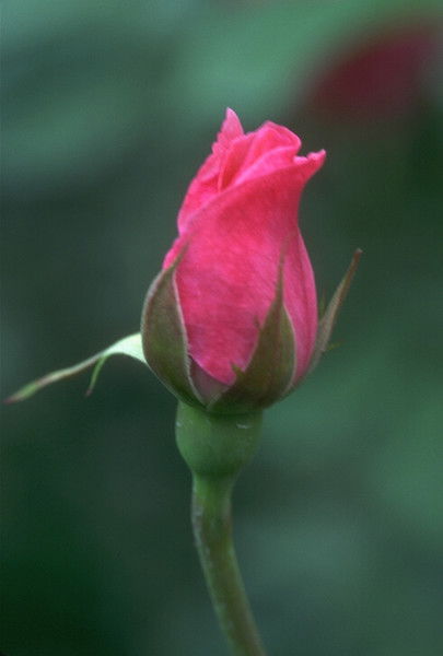 Михаил Уткин