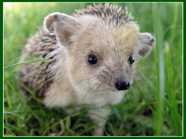 Лариса Ёжикова