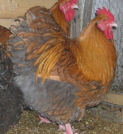 Рославльский Петушок