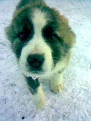 Аля Ланцберг