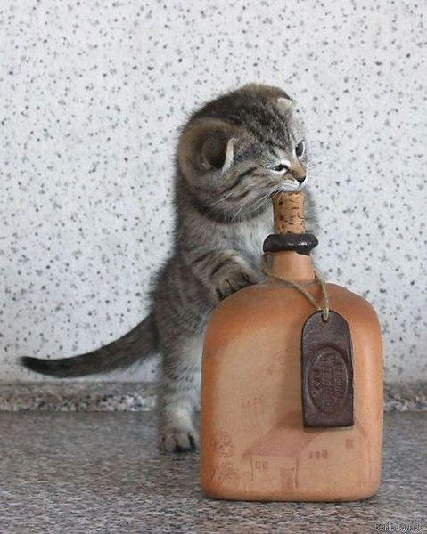 Виталий Богатко