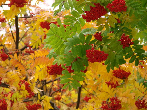 Валерий Петров