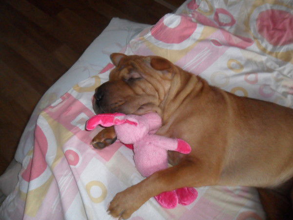 Ирина Заиченко