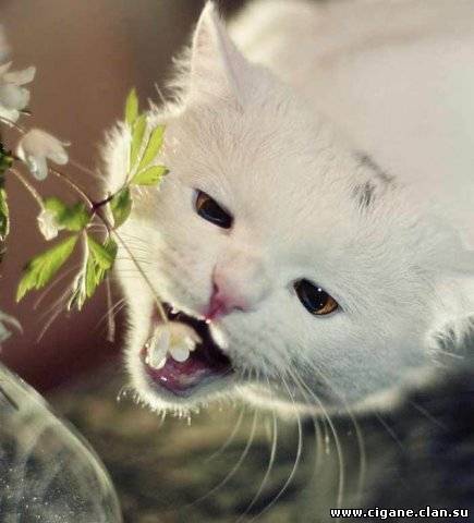 Римма Сабирова