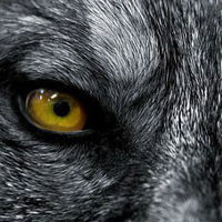 Сергей Дзюба