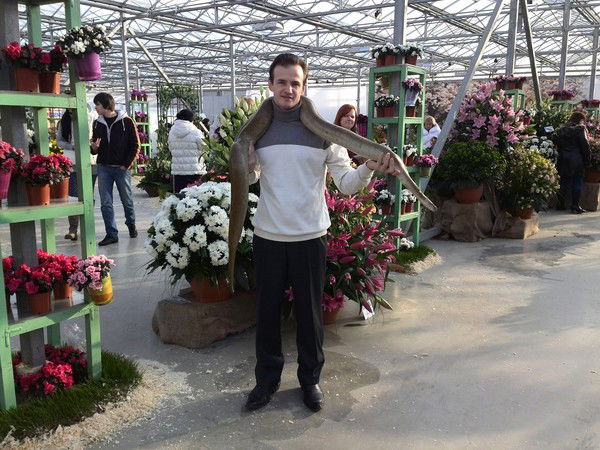 Димка Стрелков