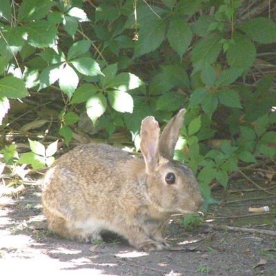 Снежана Савоськина