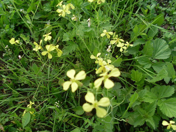 Вера Гаврилова