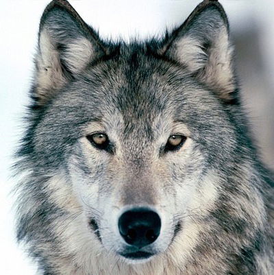 Евгений Литвинов