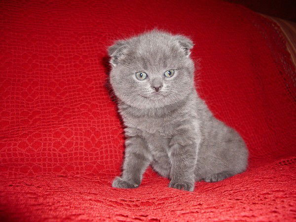 Ольга Копкина