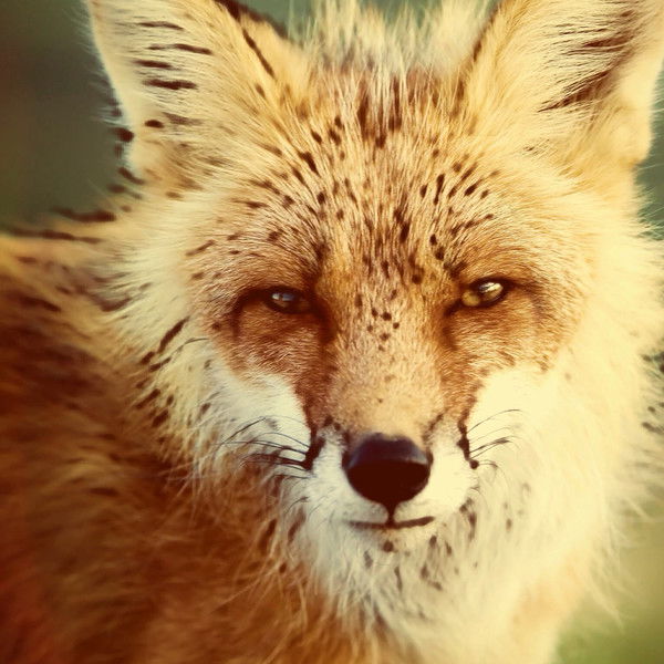 Риточка Магро