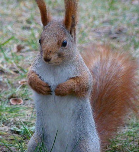 Наталья Кошелева