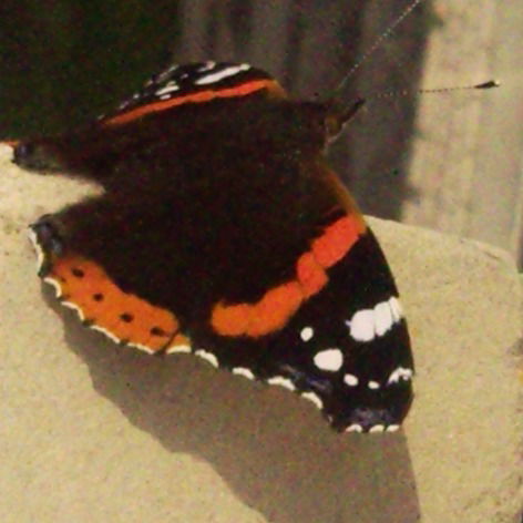 Ольга Мороз