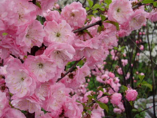 Евгения Дуброва