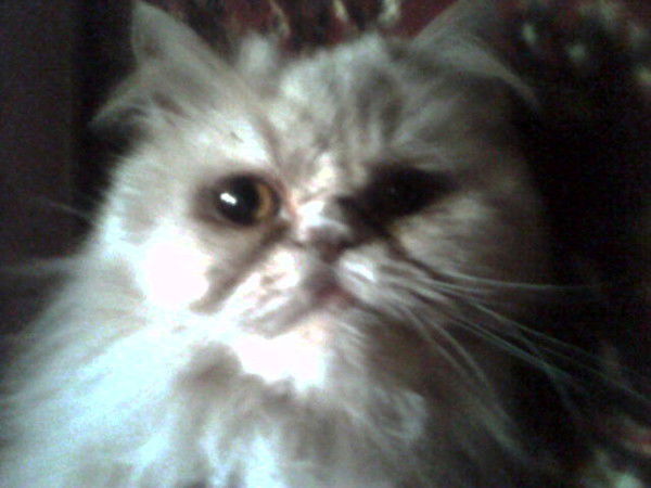 Лена Беляева