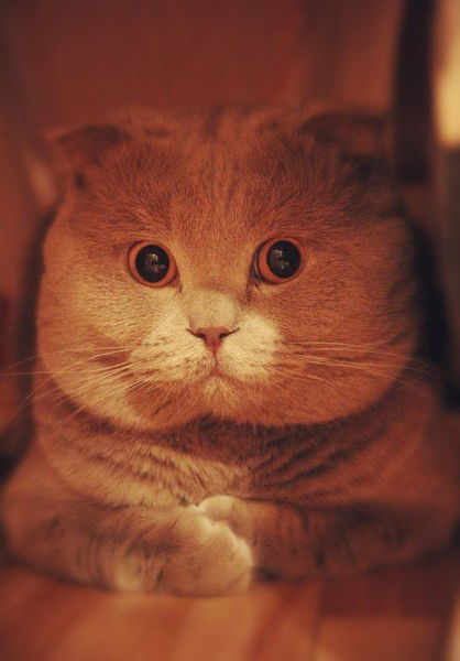 Техническая Поддержка