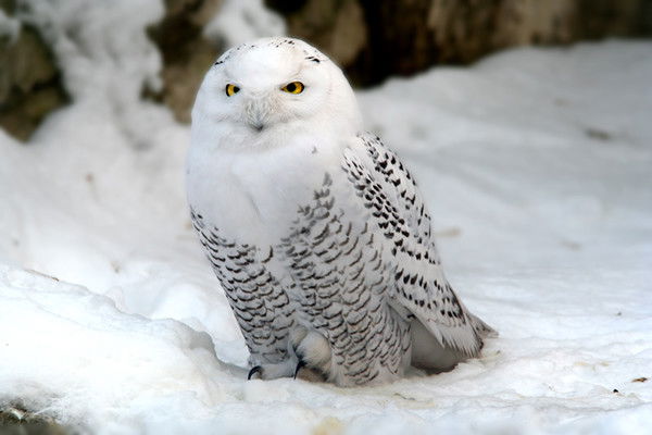 Светлана Прилепская