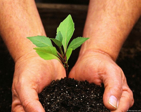 Аят Жанекеев