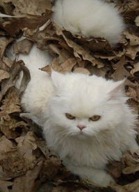 Ирина Коваленко