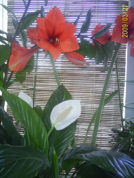 Эльмира Бариева