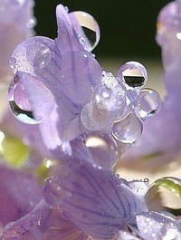 Зоя Тимофеева