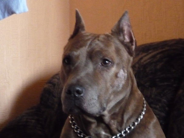 Александр Левицкий