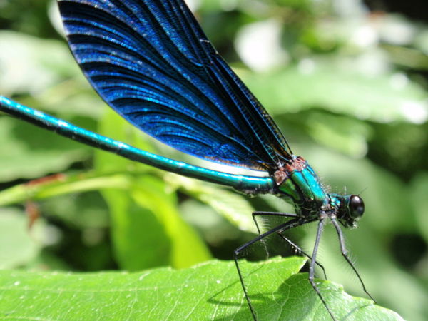 Виктория Керопиан