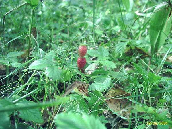 Павел Корягин