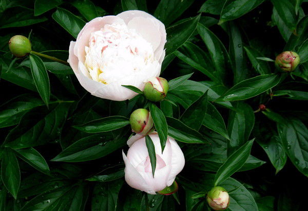 Анна Обухова