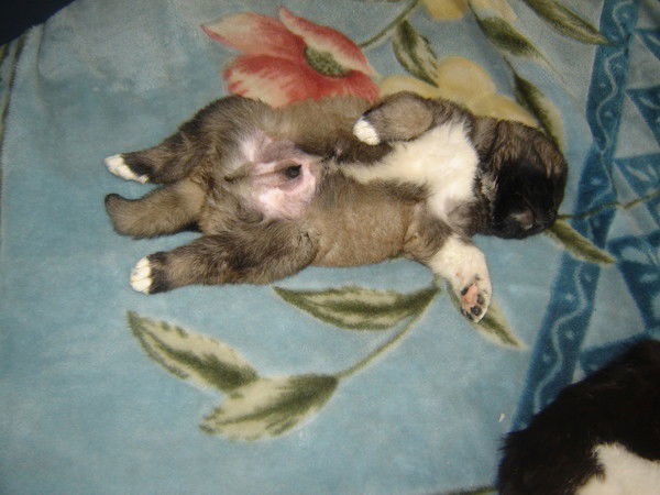 Денис Галкин