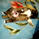 Денис Галкин