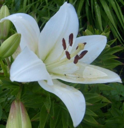 Ирина Мельникова