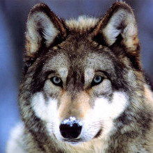 Ангелина Хомко