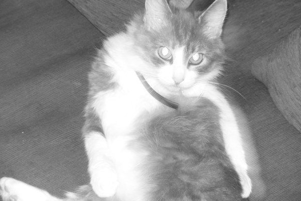 Ирина Яновская