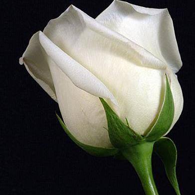 Антонина Санаева